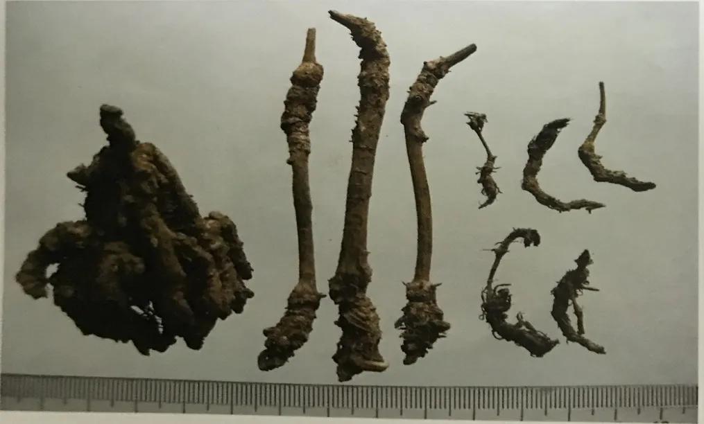 苦到极致的黄连,苦黄连的药用价值