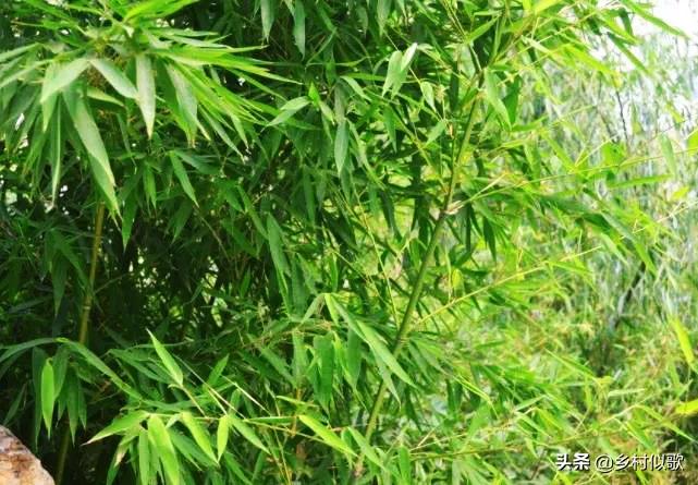 竹子顽强的生命,竹子坚韧的特点