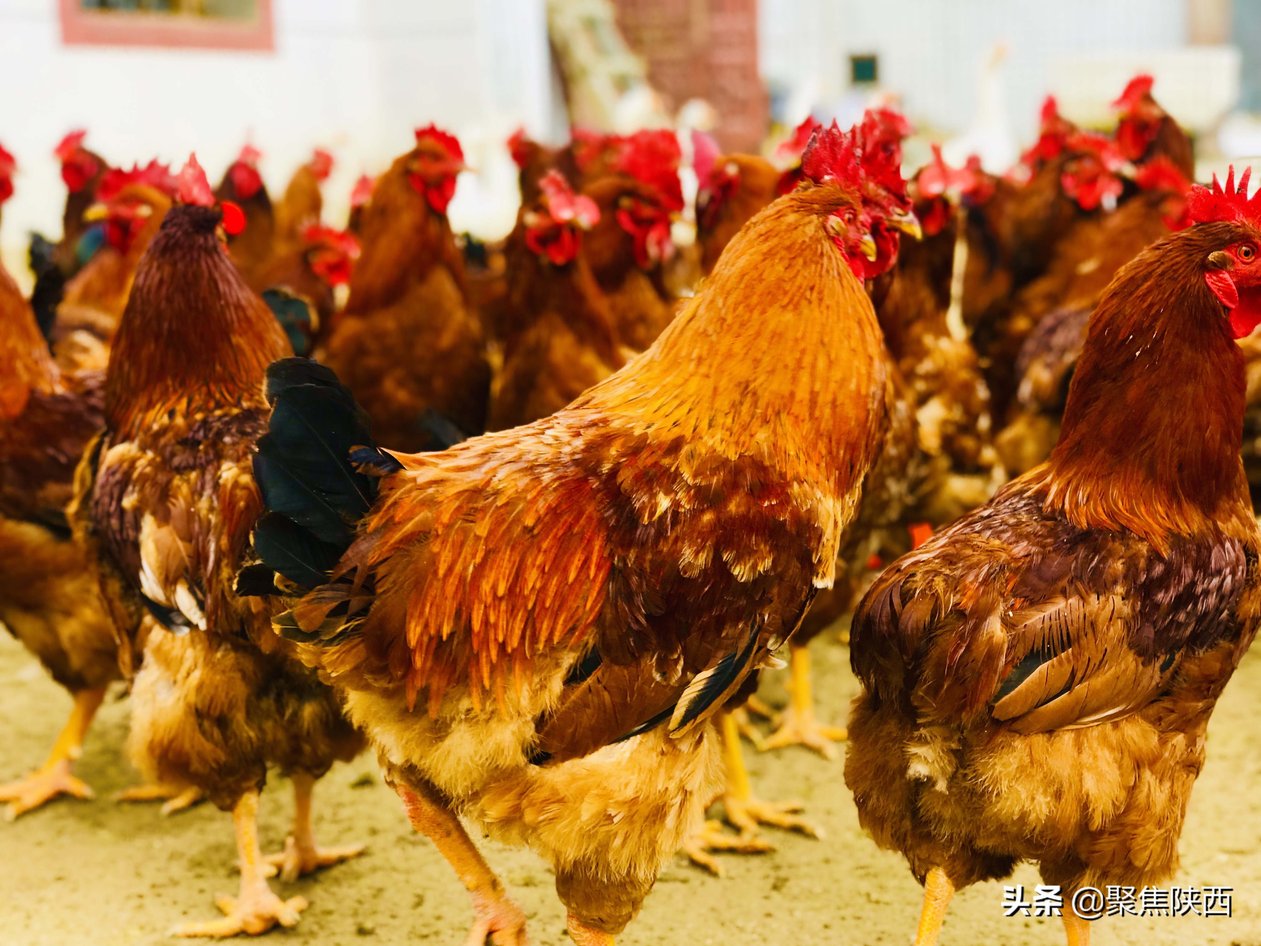 鍑ゅ摜鍔╁姏鏂颁汉,鍐滄潙鍒涗笟鍑ゅ摜