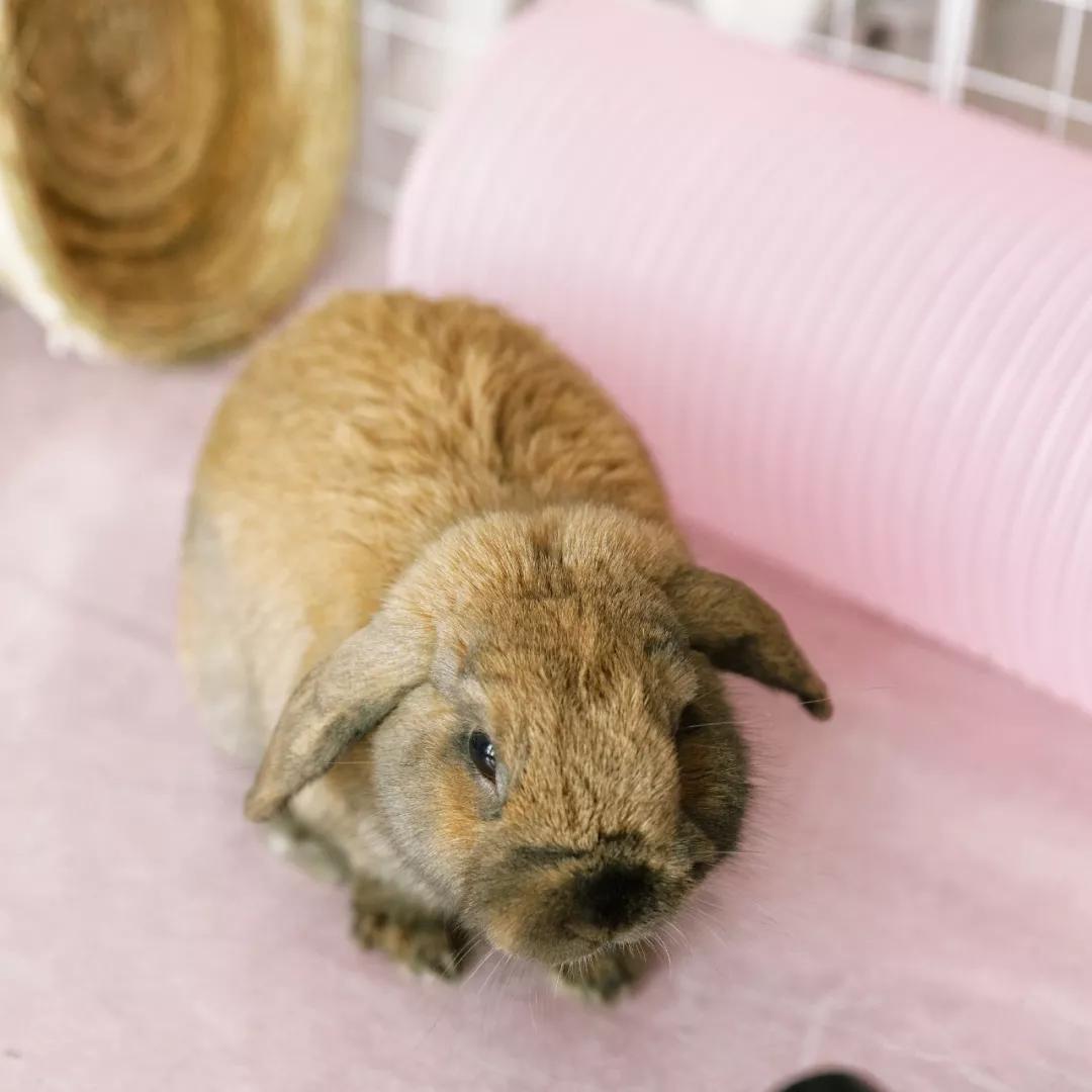 北京有没有撸猫的地方,福州撸兔兔的店