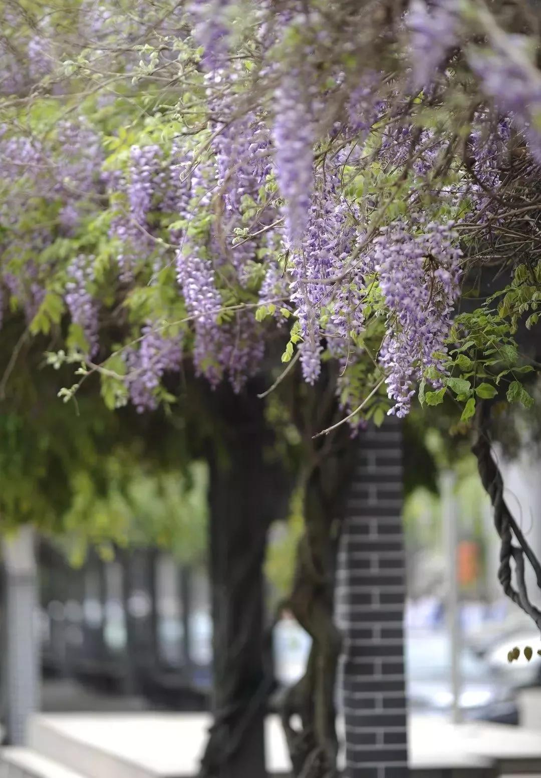 宁海中学，130岁了