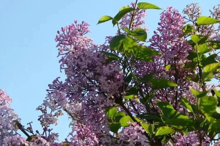 看到花的时候，不知是什么花？那就收下这份百花图谱
