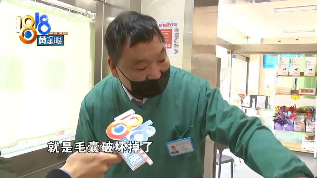 小狗背上一大块斑秃,小狗斑秃起皮屑