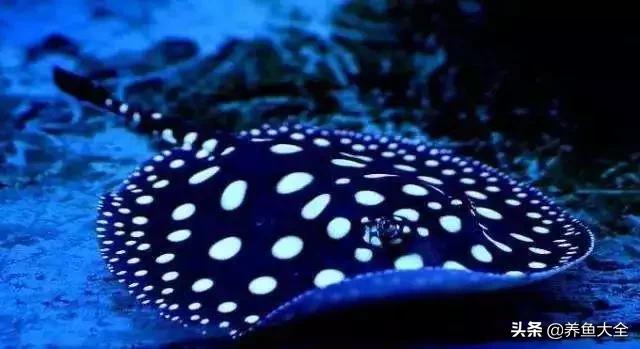 龙鱼混养要怎么样才不打架,龙鱼混养一般几条龙不容易打架