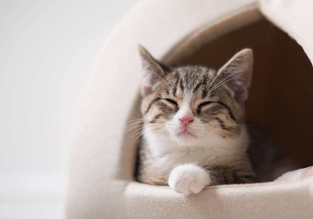 如何照护中老年猫？了解七大变化，做好这四件事，有助于猫咪长寿