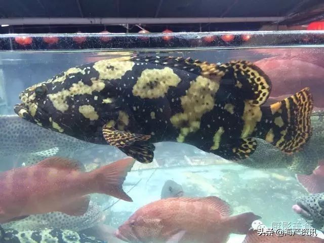 这些诱人的美食你吃过吗,世界上顶级海鲜大全你吃过几种