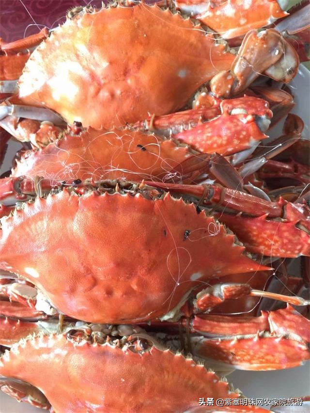 绉︾殗宀涙梾娓稿彲浠ュ嚭娴锋崟楸肩殑鍦版柟 (绉︾殗宀涚墽娴疯繙鑸啘瀹堕櫌)