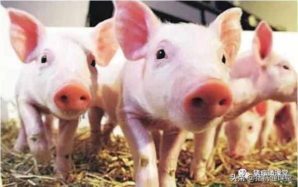 猪中毒了怎么办,猪火碱中毒表现