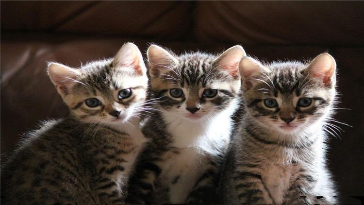 猫咪拉稀带血是怎么回事,猫咪拉稀带血能驱虫吗