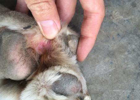 狗狗足部清洁用什么好,狗狗的护理部位有哪些