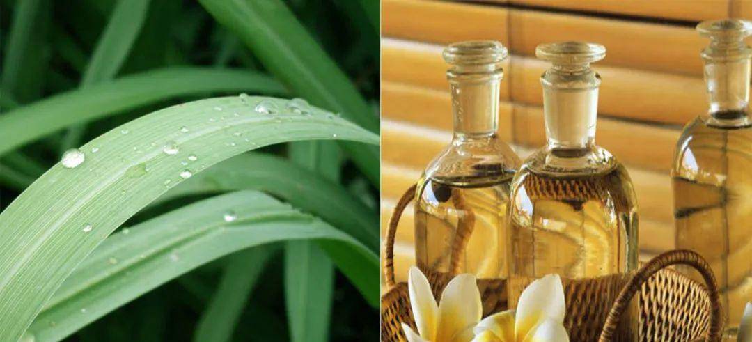 杨幂拍戏被蚊子叮满包？易烊千玺被咬出血？明星们怎么强效驱蚊？