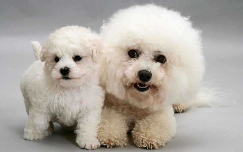 比熊犬体臭解决方法,比熊犬怎么去除异味