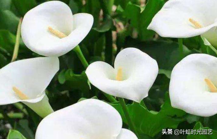 7月养护马蹄莲，关注这5点，长势颇好