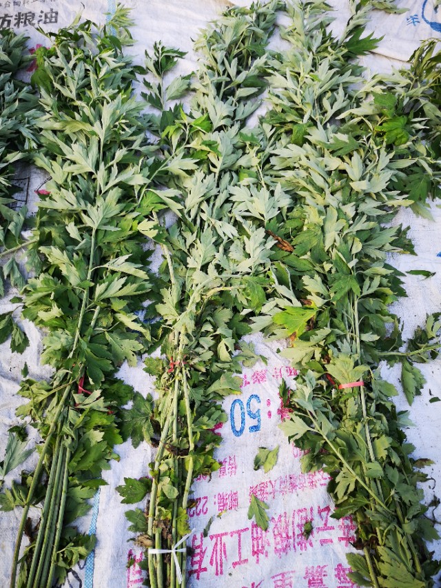 悠悠艾草香端午节祝福语,端午节洗艾草水
