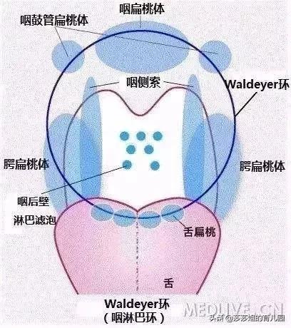 张嘴呼吸一定是腺样体肥大吗,张口呼吸一定会腺样体面容吗