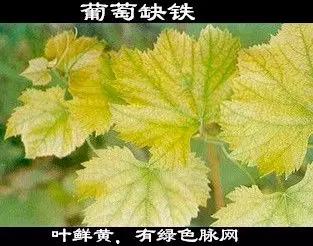 钙镁锌硼高产,钙镁硼铁镁什么农作物可用
