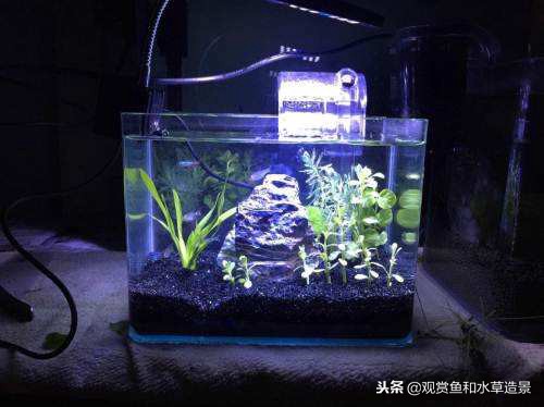 什么样的鱼缸牌子适合新手入门,150的鱼缸适合新手养的鱼