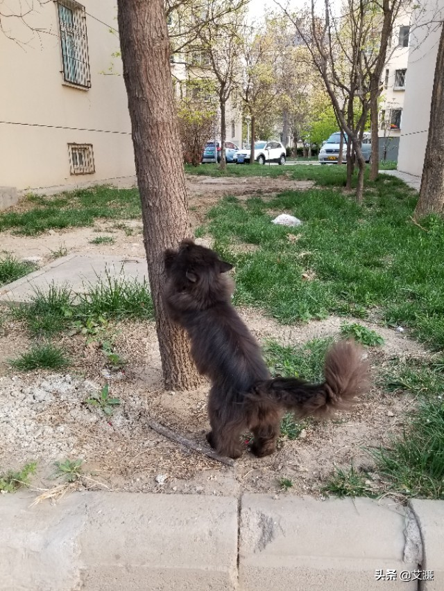 光影中的生灵仙鹤,光影生灵幻化图