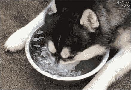 狗狗肾衰引起的腹水能治好吗,狗狗肾衰后食欲变强饮水量增加