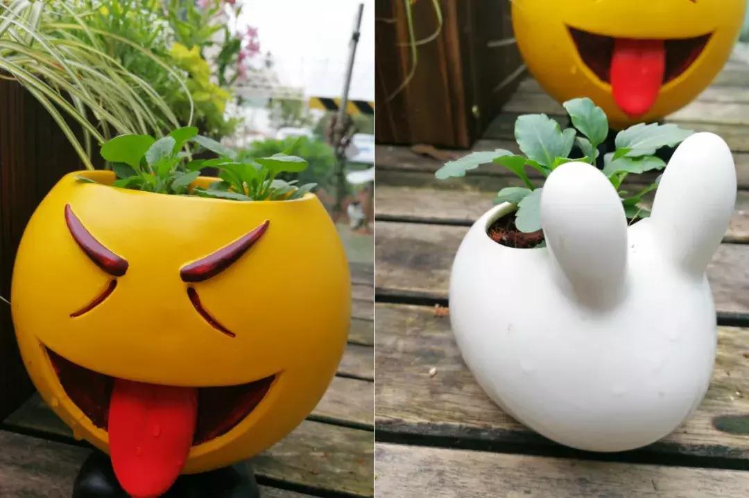 兔子角堇开花后的养护 (小兔子角堇怎么爆花)