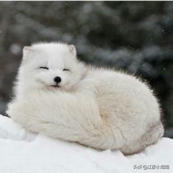 民间志怪故事：灵狐续命