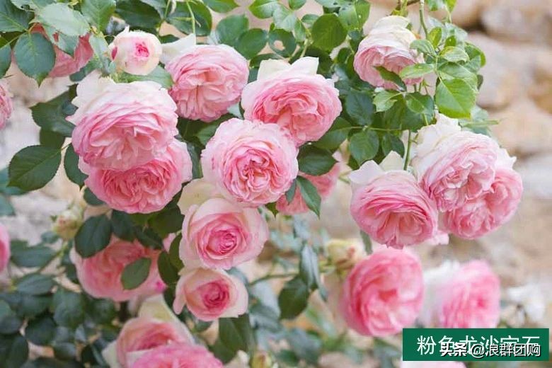 月季哪些品种大花又香,月季哪些品种花期长耐阴耐寒耐旱