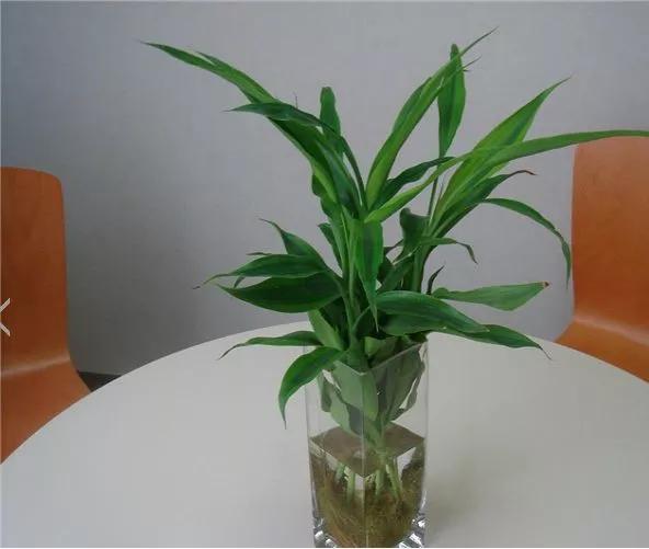 家里养的富贵竹，突然就烂根了，3种正确处理方式，预防烂根