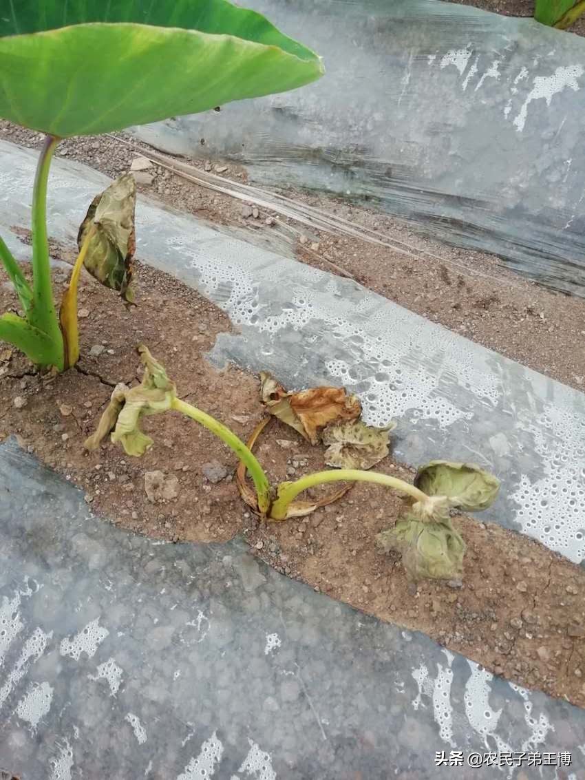 芋头烂苗原因及对策,芋头烂根死棵原因