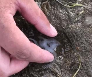 海上直播赶海视频,山东海阳赶海直播