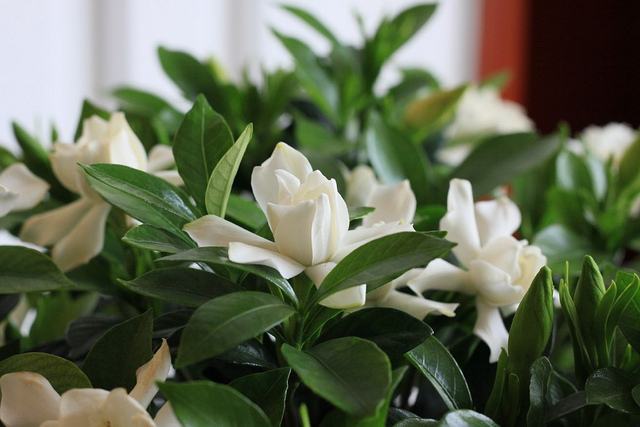 栀子花树怎么养才能开花更旺盛,养栀子花的技巧与方法