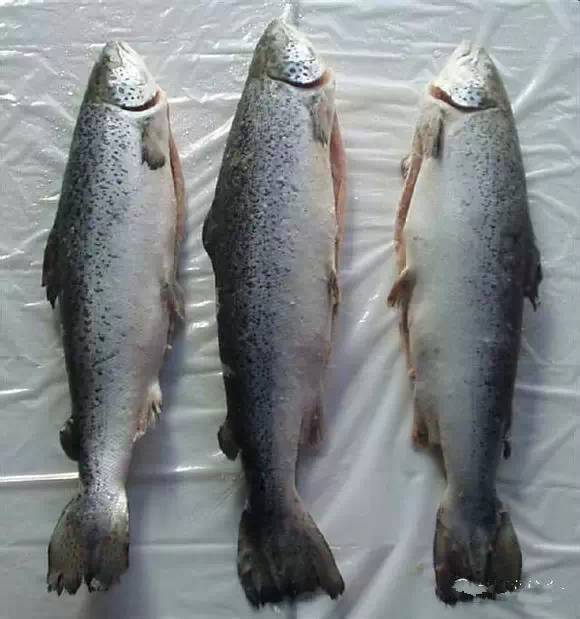 史上最全面的海鲜大咖,史上最全海鲜视频