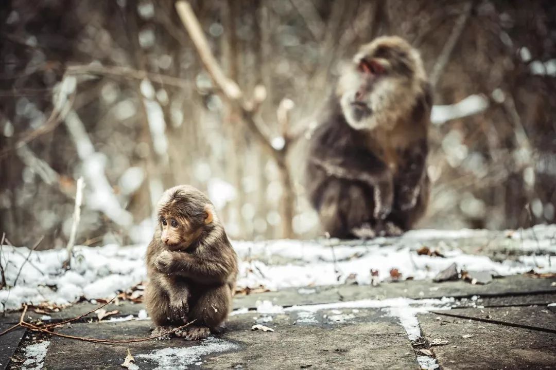 成都附近看雪一日游推荐表,成都周边轻徒步玩雪一日游