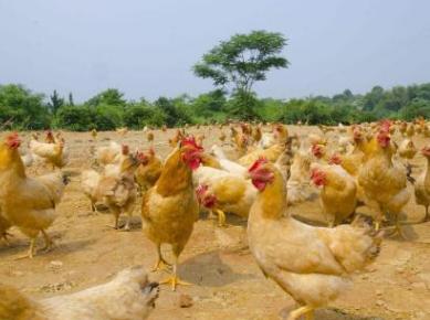 鸡流感用什么药可以预防,流感季节怎么才能给室内杀菌消毒