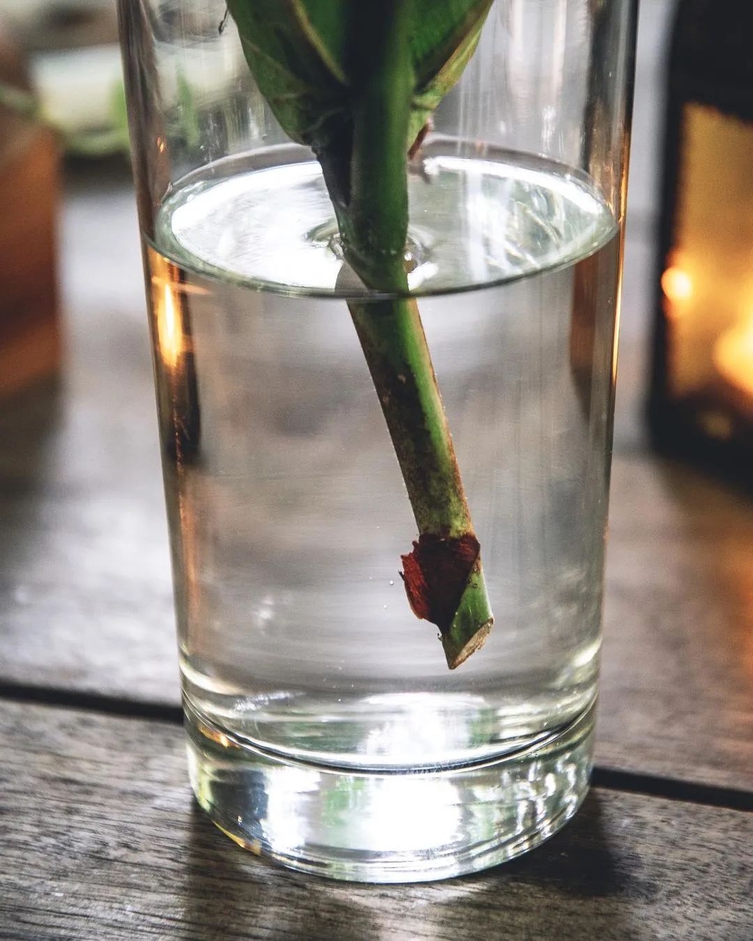 金盆洗手吧，植物杀手们