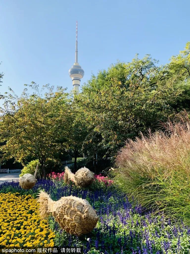 北京花海免费旅游,北京看花海最好的地方