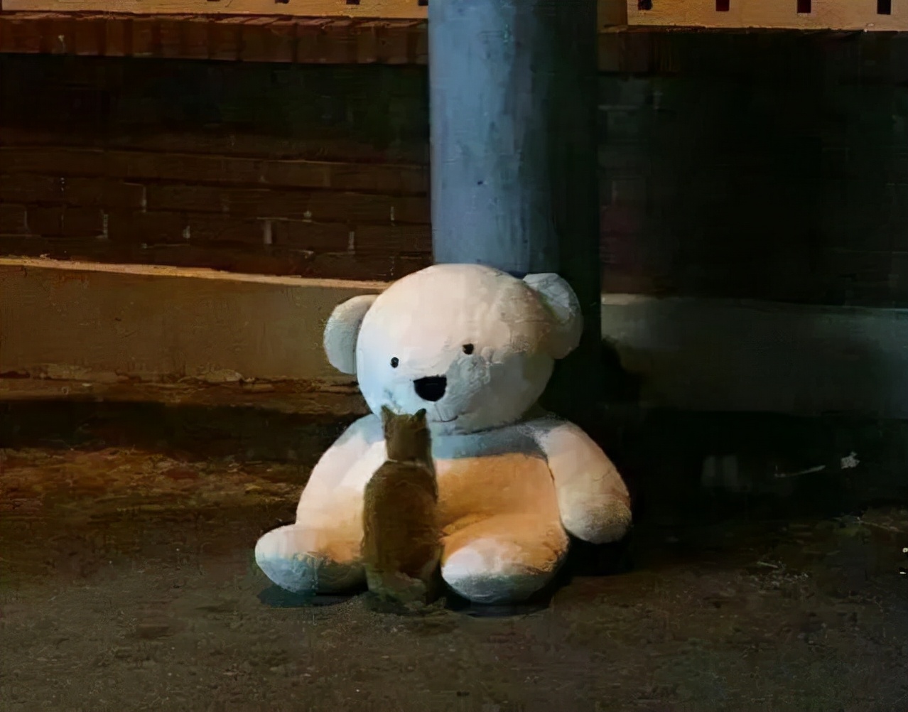 流浪猫的耳朵上为什么会缺了一角,流浪猫的耳朵上为什么会缺一角