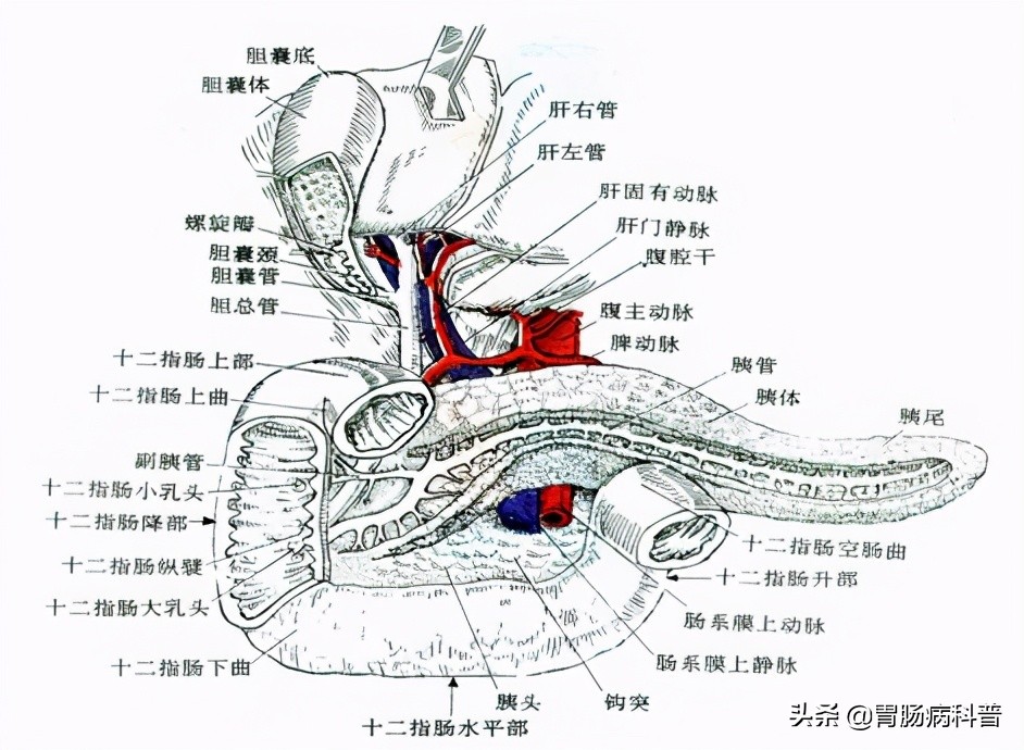 消化系统解剖生理教学,消化系统解剖图谱详解