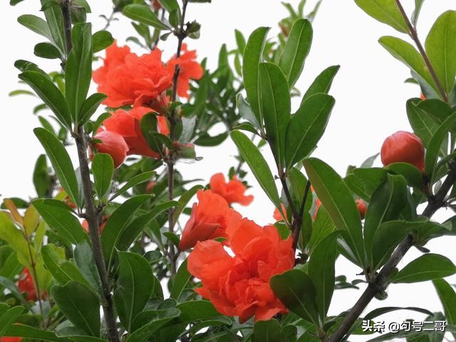 湖北省云梦县美丽乡村行,云梦伍洛美丽乡村