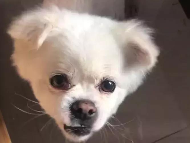 给它们一个家|线上宠物领养日,201903101