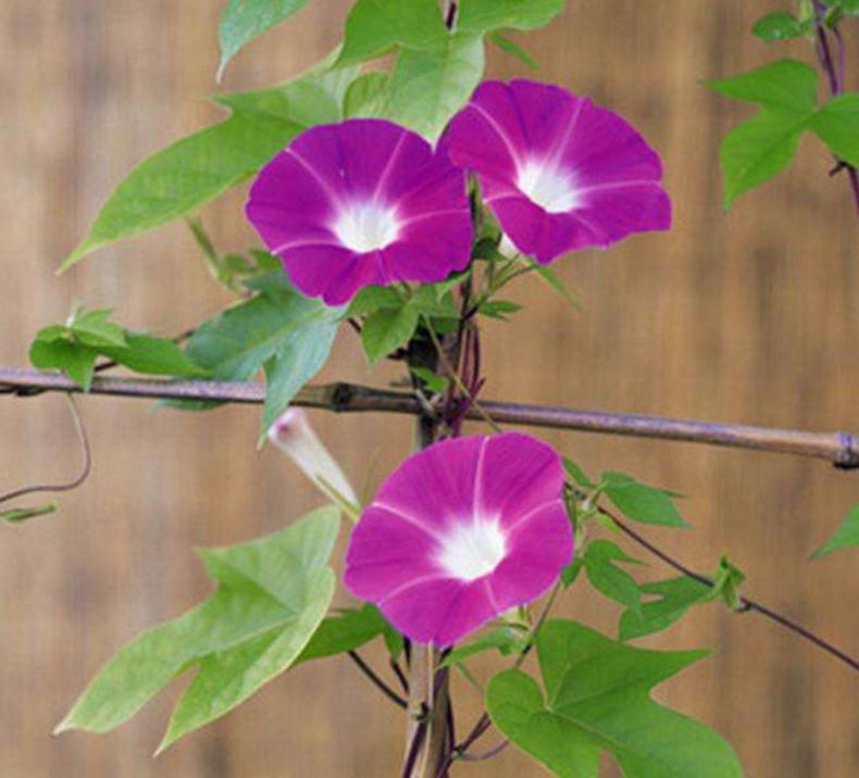 家道中落前有哪些预兆,高僧的箴言常做三事必有后福