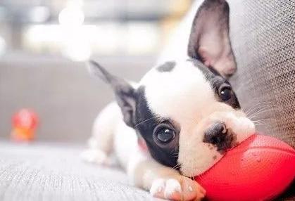 什么是狗狗的假孕,狗狗假孕是公狗的原因吗