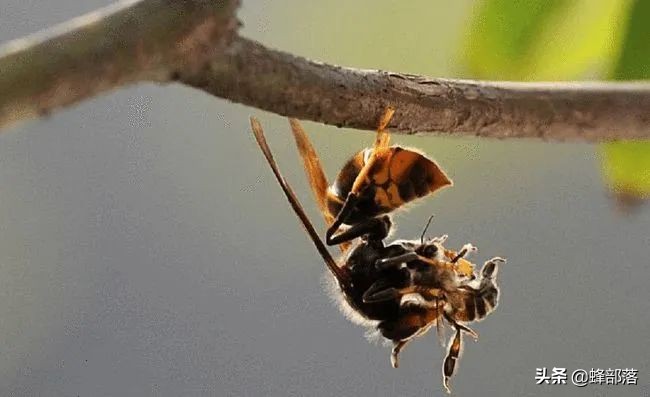 蜜蜂的天敌胡蜂又名马蜂,为什么蚂蜂是蜜蜂的天敌