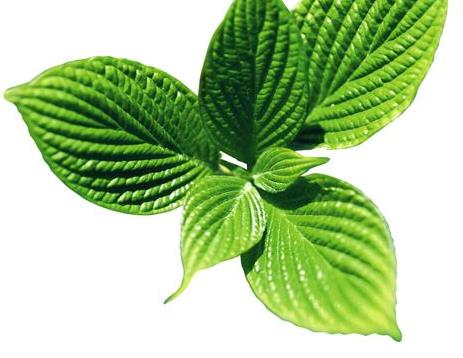 家养薄荷泡茶,自己家的薄荷可以泡茶吗