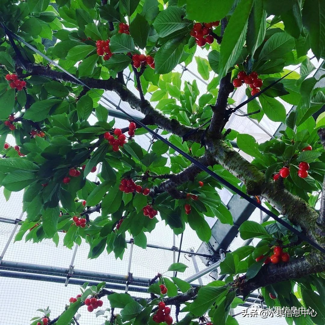 卖樱桃8块一斤十五块两斤的视频,一斤樱桃多少钱