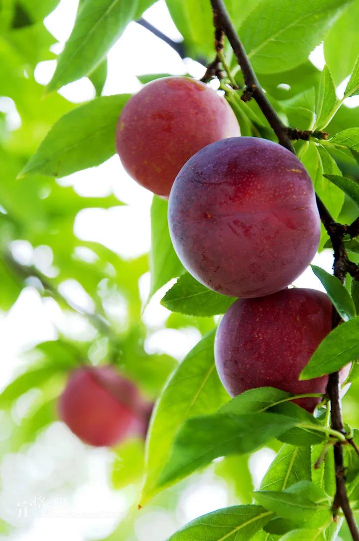 一年四季的时令蔬菜,一年四季的时令水果大全