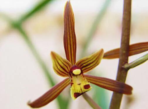 怎样的金嘴墨兰好,墨兰名品金嘴鉴赏