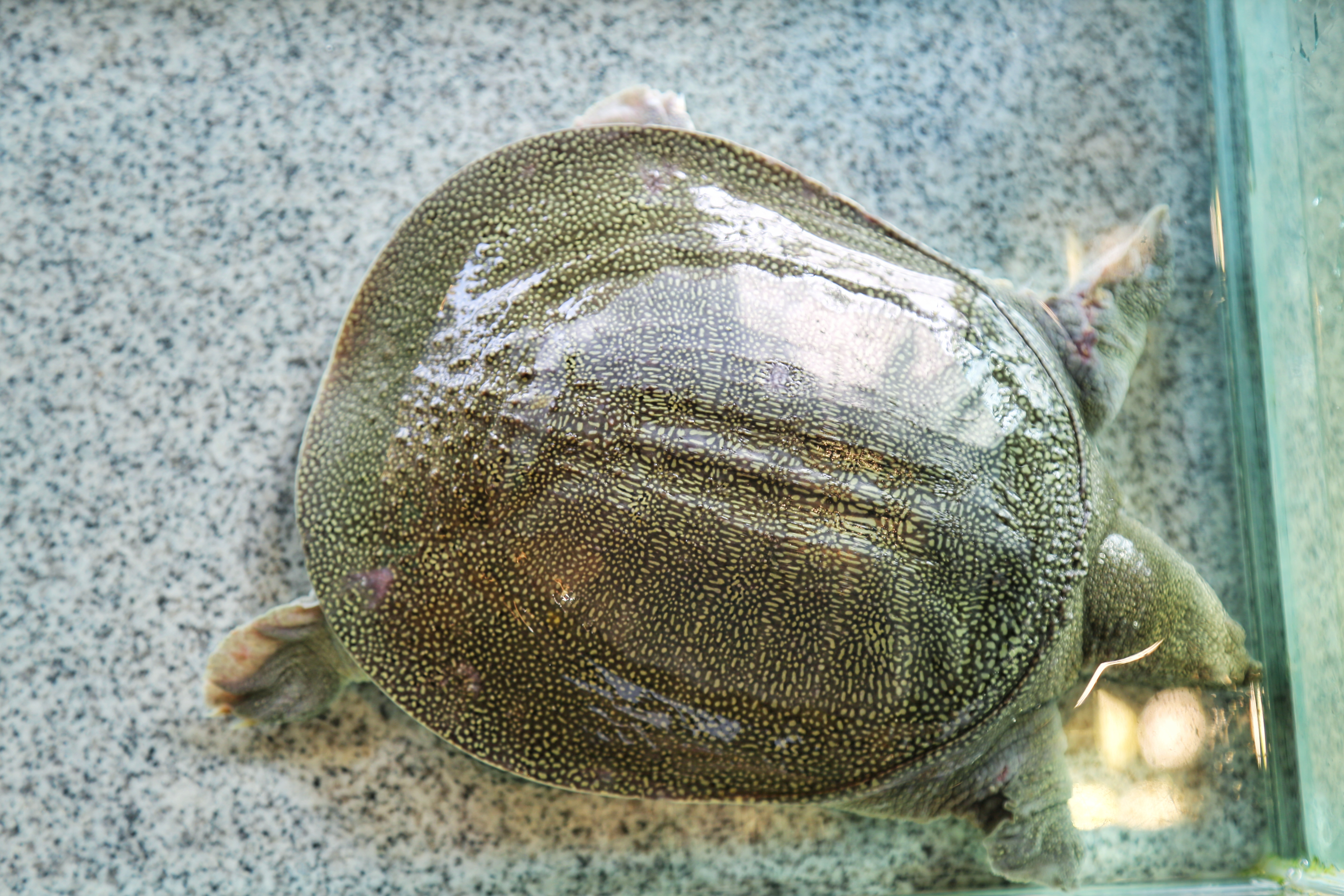 甲鱼店优势劣势,2019全国甲鱼销量