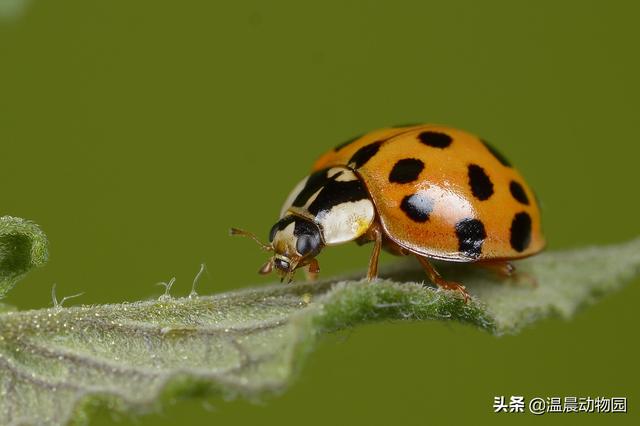 有没有一种虫子叫放屁虫,臭屁虫是什么样子的虫子