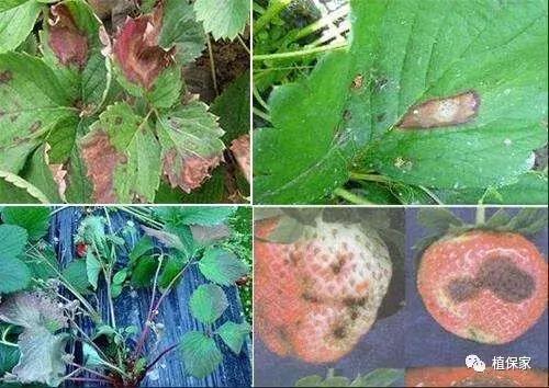 常用农药药剂特性大汇总，千万别错过！！！值得收藏