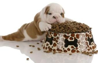 怎样喂狗狗狗狗不挑食,怎样喂狗狗不肥而不缺营养